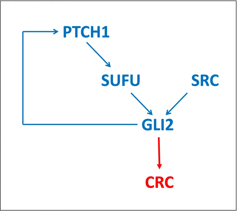 GLI2 In Hedgehog Pathway