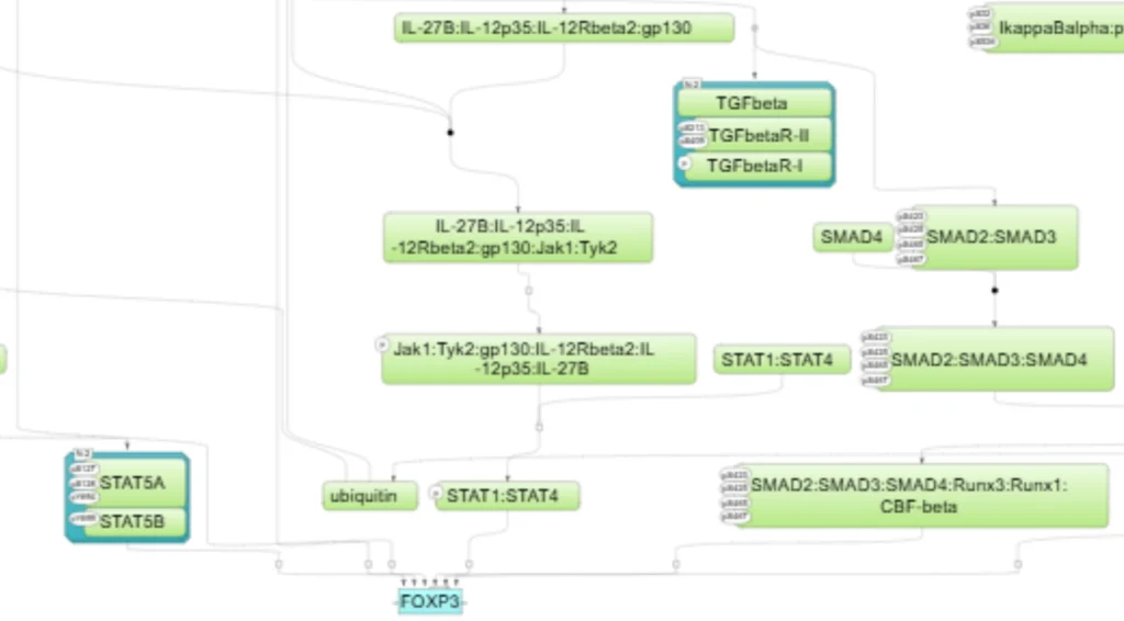 FoxP3 Activation Pathway 2 1024x566
