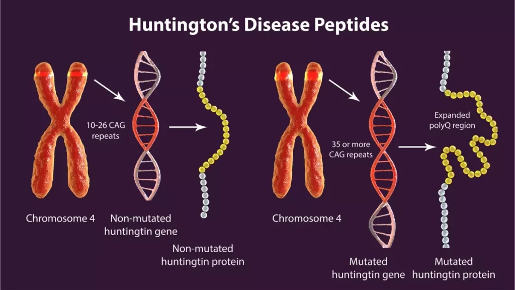 Unmasking Huntington’s Disease: From a Single Gene to a Network of Pathological Signals huntington's disease peptides